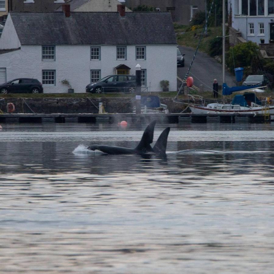 Apartmán Rock Quay Killyleagh Exteriér fotografie